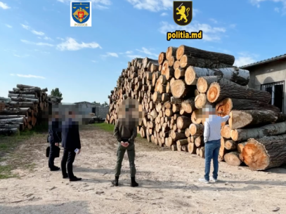 The head of a forestry farm in Hincesti and his son, about whom ZdG wrote in the investigation Forest Thieves (II), targeted in the case of illegal felling of 1400 trees