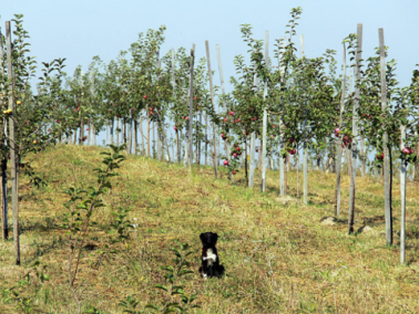 Moldova’s Government Will Contract an Emergency Loan from the World Bank to Support Farmers Affected by the Drought