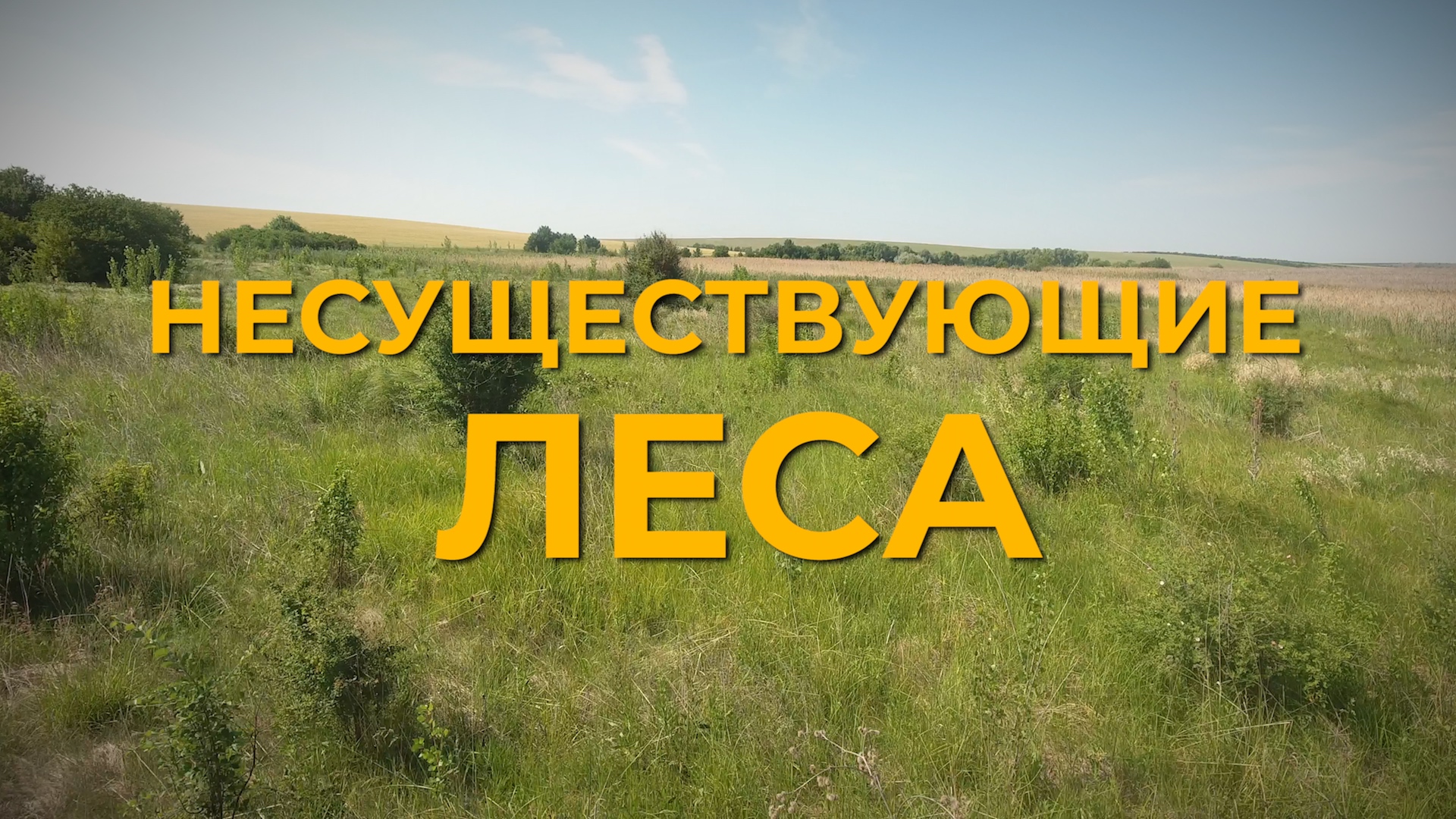 НЕСУЩЕСТВУЮЩИЕ ЛЕСА. В поисках деревьев, которые так и НЕ выросли | Ziarul  de Gardă RUS