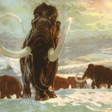 mammuthus-primigenius