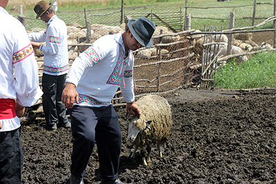 La stână lucrează patru ciobani, care îngrijesc de peste 500 de oi